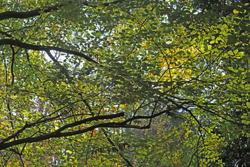 Foto looking up at the sun shining through the autumn leaves of trees in a forest
