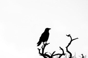 Fototapeta premium Maître corbeau, sur un arbre perché