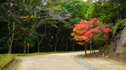 山道のお寺と紅葉