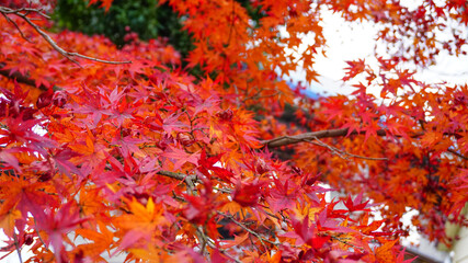 紅葉が綺麗な秋の公園