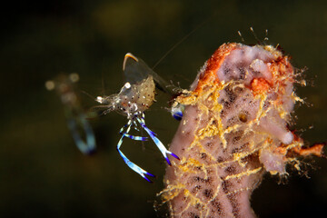 Holthuis Anemone Shrimp (Ancylomenes holthuisi) on a Piece of Coral. Triton Bay, West Papua, Indonesia
