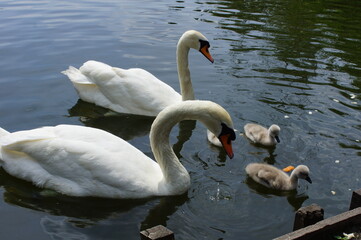 Swan family on a lake.