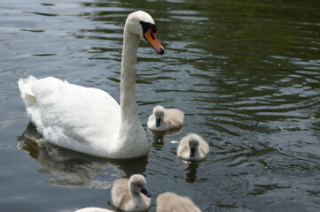 Obraz premium Swan family on a lake.