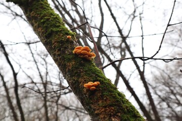 Velvet shank  In the winter forest 
