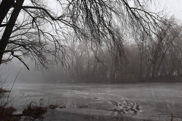Foggy bank of a forest river