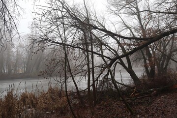 fallen tree by the river in winter forest