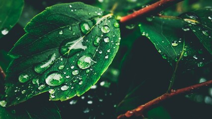 sheet with rain 