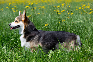 Welsh Corgi Pembroke Hündin auf der Löwenzahn-Wiese