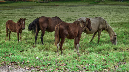 Obraz premium Cavalos - Distrito de Aporema/Tartarugazinho/Amapá/Brasil 