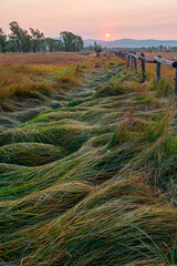 matted field grass with wooden fence