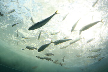 幻想的な魚の群れ