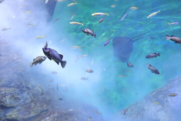 水族館の水槽で泳ぐ魚たち