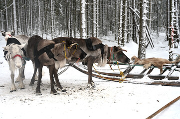 Northern sledding reindeer in a winter snow covered forest