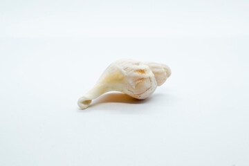 Fototapeta na wymiar Concha blanca, caracola de mar