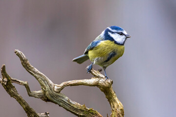 Blaumeise (Parus caeruleus)