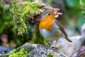 Rotkehlchen (Erithacus rubecula)