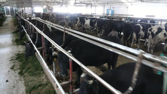 Black cows relaxing, eating fresh hay and relaxing inside of a large cowshed 