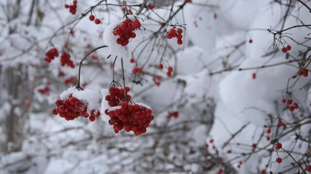 Winter landscape with red berries of guilder rose (viburnum opulus, water elder, common snowball)