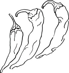 hand drawn sketch illustration of a pepper chili