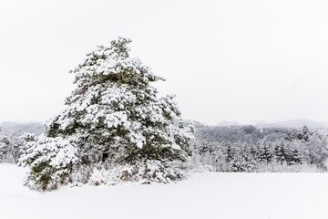 Snow-covered landscape. Pine trees in the snow. Lonely tree. Winter landscape in the Czech Republic - Europe. Winter time.