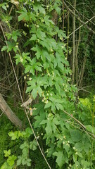 Zaunr&uuml;be Kletterpflanze heimisch Wildstaude wald