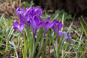 Purple crocus flowers, Crocus tommasinianus, Barr's purple, blooming in Spring in England. side view, natural background