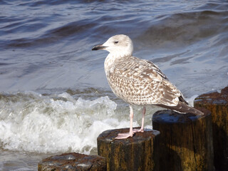 Seagull on Wave-Breakers
