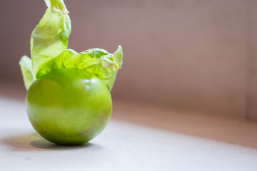 green tomato in shirt or shell Physalis philadelphica cordoba argentina