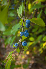 Prune berries on a branch.