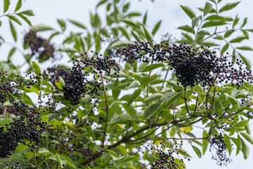 Ripe Black Elderberry On The Bush - Holder