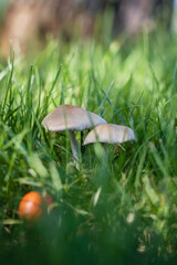 white fungus of wild grass with humidity Córdoba Argentina
