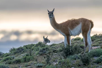 Fotobehang The guanaco (Lama guanicoe) © Johannes Jensås