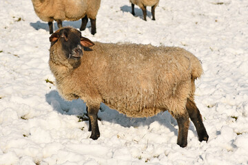 Sheep of German breed called 'Deutsches schwarzköpfiges Fleischschaf' with white fur and black head standing in snow
