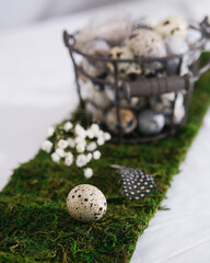 Easter. Quail egg close-up on a green decorative ribbon of moss on a table with a white tablecloth. A sprig of gypsophila and a small feather. The decor of the table setting Easter table