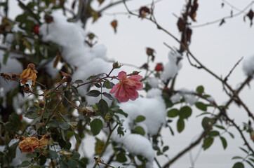 berries in snow