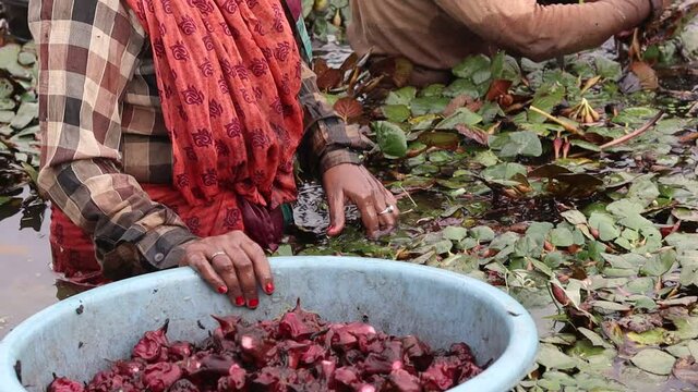 Varanasi,Uttar Pradesh,India-November 20 2020: Lady farmers are plucking water chestnut from a deep pond during winter. Women farmers in India. water caltrop, Trapa bispinosa,an aquatic plant in India
