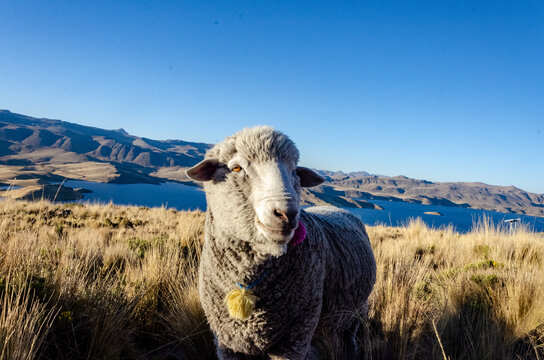 Lagunillas Images Browse 273 Stock Photos, Vectors, and Video Adobe