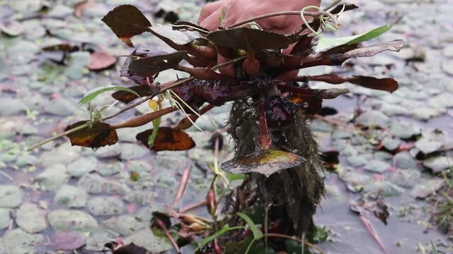 Varanasi,Uttar Pradesh,India-November 20 2020: Lady farmers are plucking water chestnut from a deep pond during winter. Women farmers in India. water caltrop, Trapa bispinosa,an aquatic plant in India