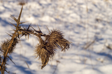 grass in the snow