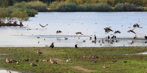 Vögel und Gänse am Großen Stauteich, Rieselfelder, Münster, Münsterland, Nordrhein-Westfalen, Deutschland