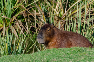 wild capybara