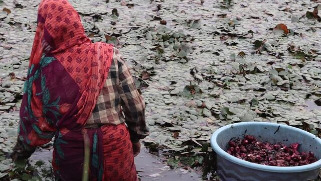 Varanasi,Uttar Pradesh,India-November 20 2020: Lady farmers are plucking water chestnut from a deep pond during winter. Women farmers in India. water caltrop, Trapa bispinosa,an aquatic plant in India