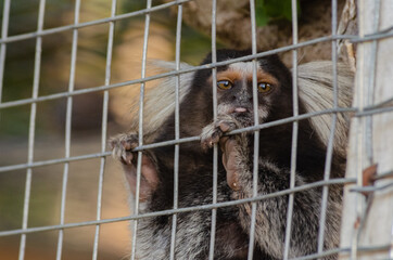 monkey in a cage