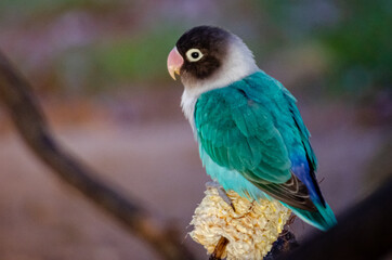 small bird