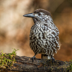 Tannenhäher (Nucifraga caryocatactes)