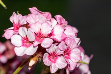 Fototapeta na wymiar Pink pelargonium varieties of maverick stra on a dark background