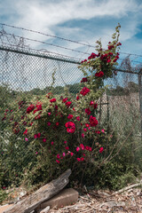 Roses on the Fence