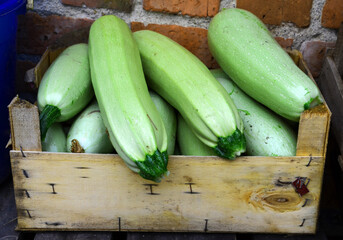 Green zucchini harvested from the garden in a box, grown vegetables