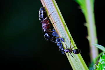 Braunschwarze Rossameisen ( Camponotus ligniperda , auch: Camponotus ligniperdus ).