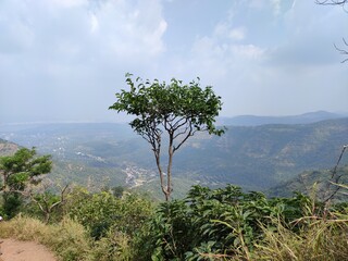 Obraz premium tree on the hill